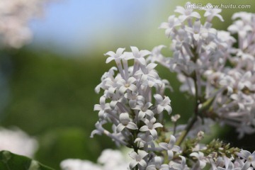 丁香花