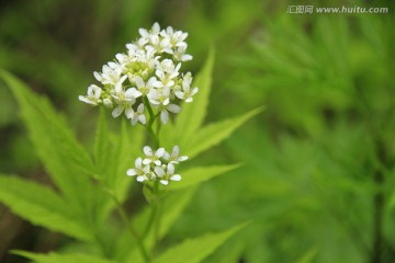 白色小野花