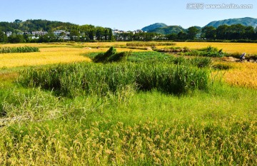 金黄稻田