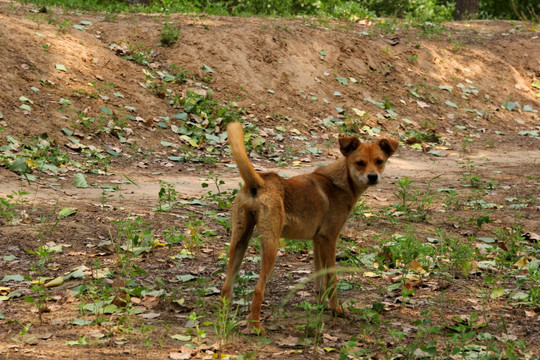 狗 牧羊犬