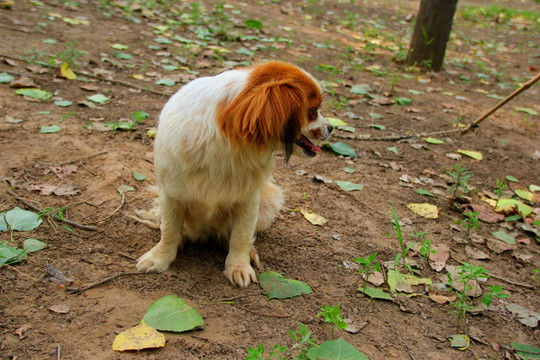 狗 牧羊犬