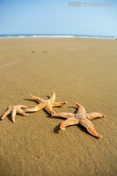 海星 沙滩