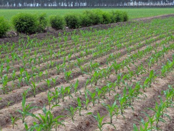 玉米苗 苞米 田园 希望田野