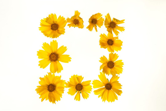 太阳花组成的英文字母O