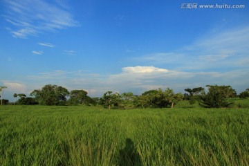 南美草原