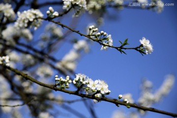 花蕾