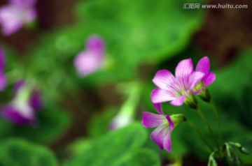 模糊 花 背景