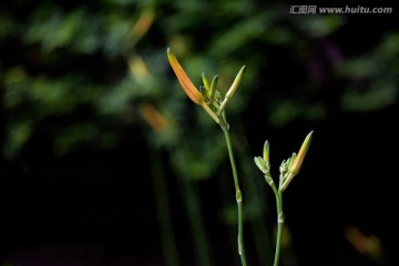 黄花菜