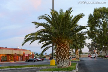 拉斯维加斯的棕榈树