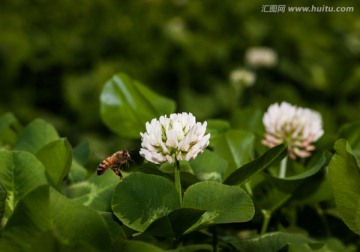 蜜蜂与白车轴草 微距 飞舞