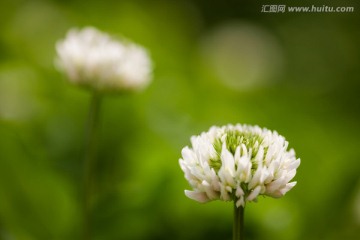 白车轴草 小花