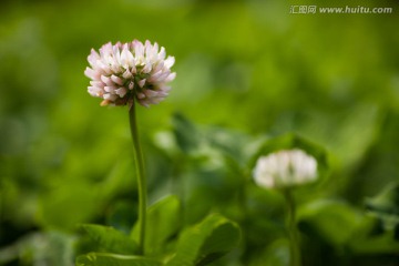 白车轴草 小花