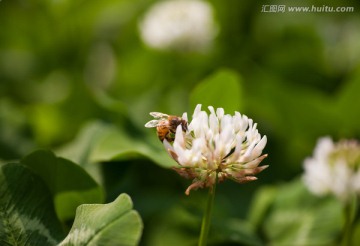 蜜蜂与白车轴草 微距