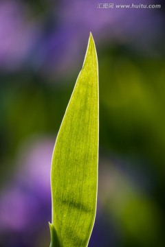 紫色香根鸢尾花叶子