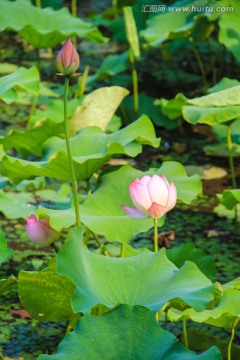 荷花 花苞 花蕾