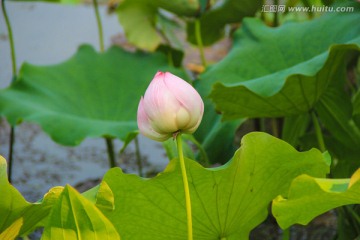 荷花摄影图片