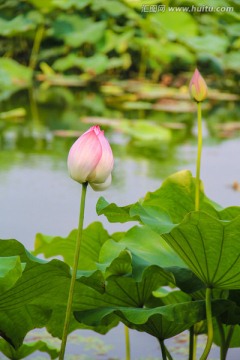 荷花花苞 水芙蓉 荷花