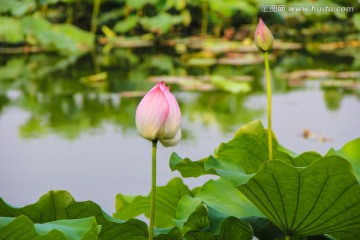 荷花花苞 水芙蓉 荷花