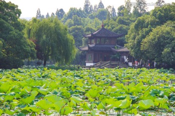 曲院风荷 亭子 拱桥