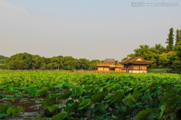 曲院风荷 荷塘