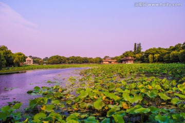 西湖美景 曲院风荷