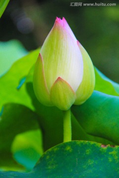 含苞待放 荷花 花蕾