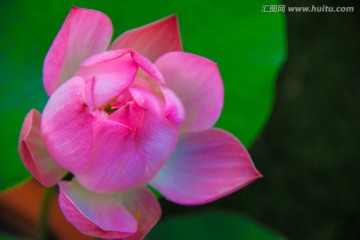 荷花摄影图片素材