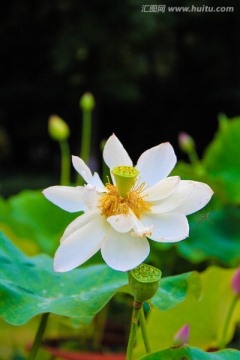 荷花 一朵白莲