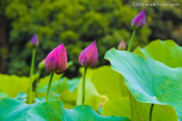 荷花 花蕾 花苞