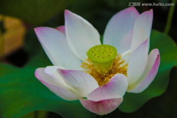 荷花 曲院风荷 水芙蓉