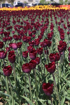 紫色郁金香花