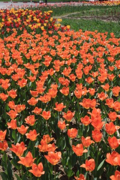 橙色郁金香花田