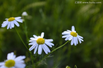 雏菊