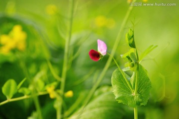 豌豆花