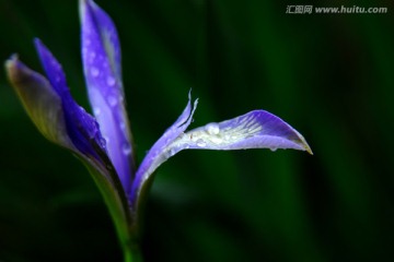 早晨的花朵