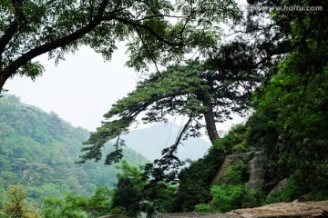 泰山 松树