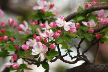 海棠花 海棠花开 花卉 花朵