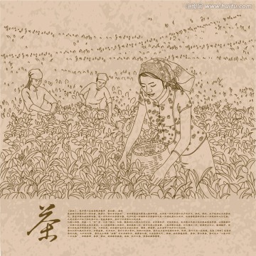 采茶線稿
