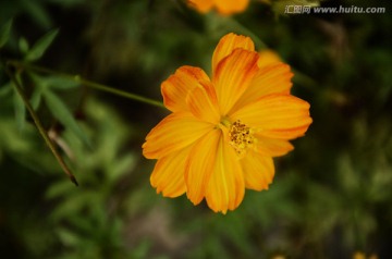 唯美菊花