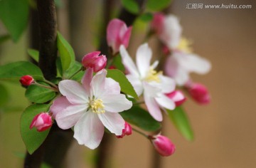 海棠花 海棠花开 花卉 花朵