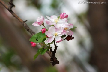 海棠花 海棠花开 花卉 花朵