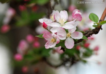 海棠花 海棠花开 花卉 花朵