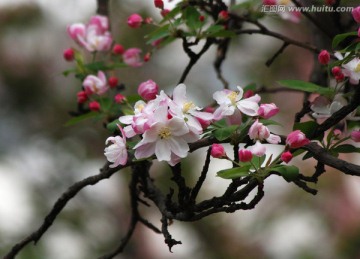 海棠花 海棠花开 花卉 花朵