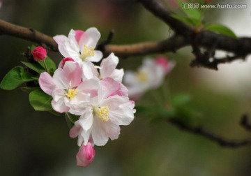 海棠花 海棠花开 花卉 花朵