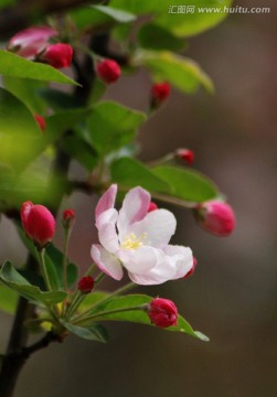 海棠花 海棠花开 花卉 花朵