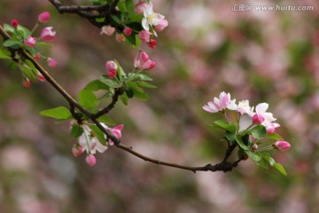 海棠花 海棠花开 花卉 花朵