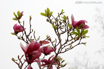 玉兰花 紫玉兰 花卉 花朵