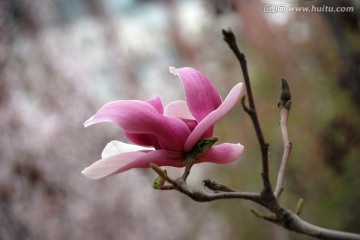 玉兰花 紫玉兰 花卉 花朵