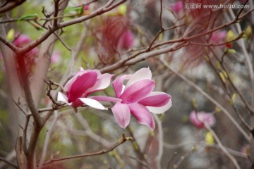 玉兰花 紫玉兰 花卉 花朵