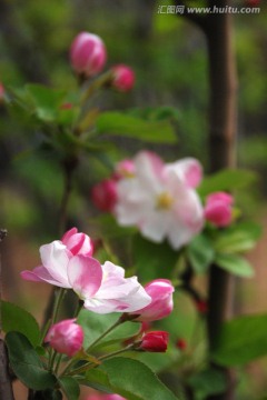 海棠花 海棠花开 花卉 花朵